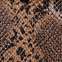 Klappe - Mehrfarbige Schlange